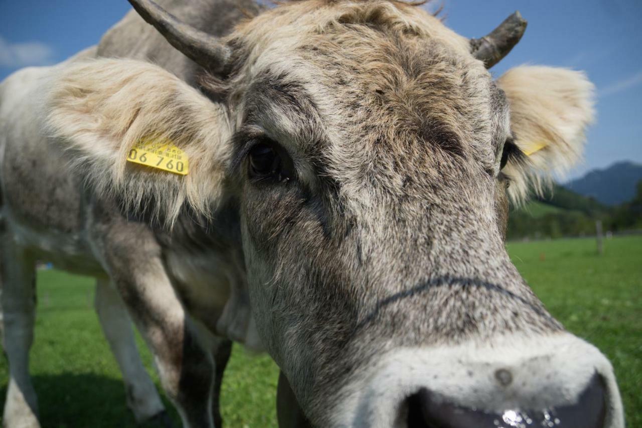 Geigers Ferienhaus Tiefenbach bei Oberstdorf المظهر الخارجي الصورة