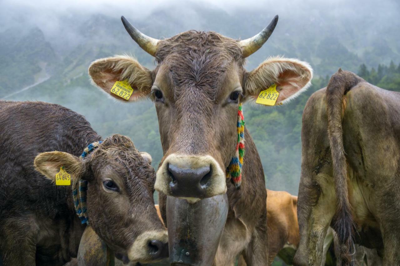 Geigers Ferienhaus Tiefenbach bei Oberstdorf المظهر الخارجي الصورة